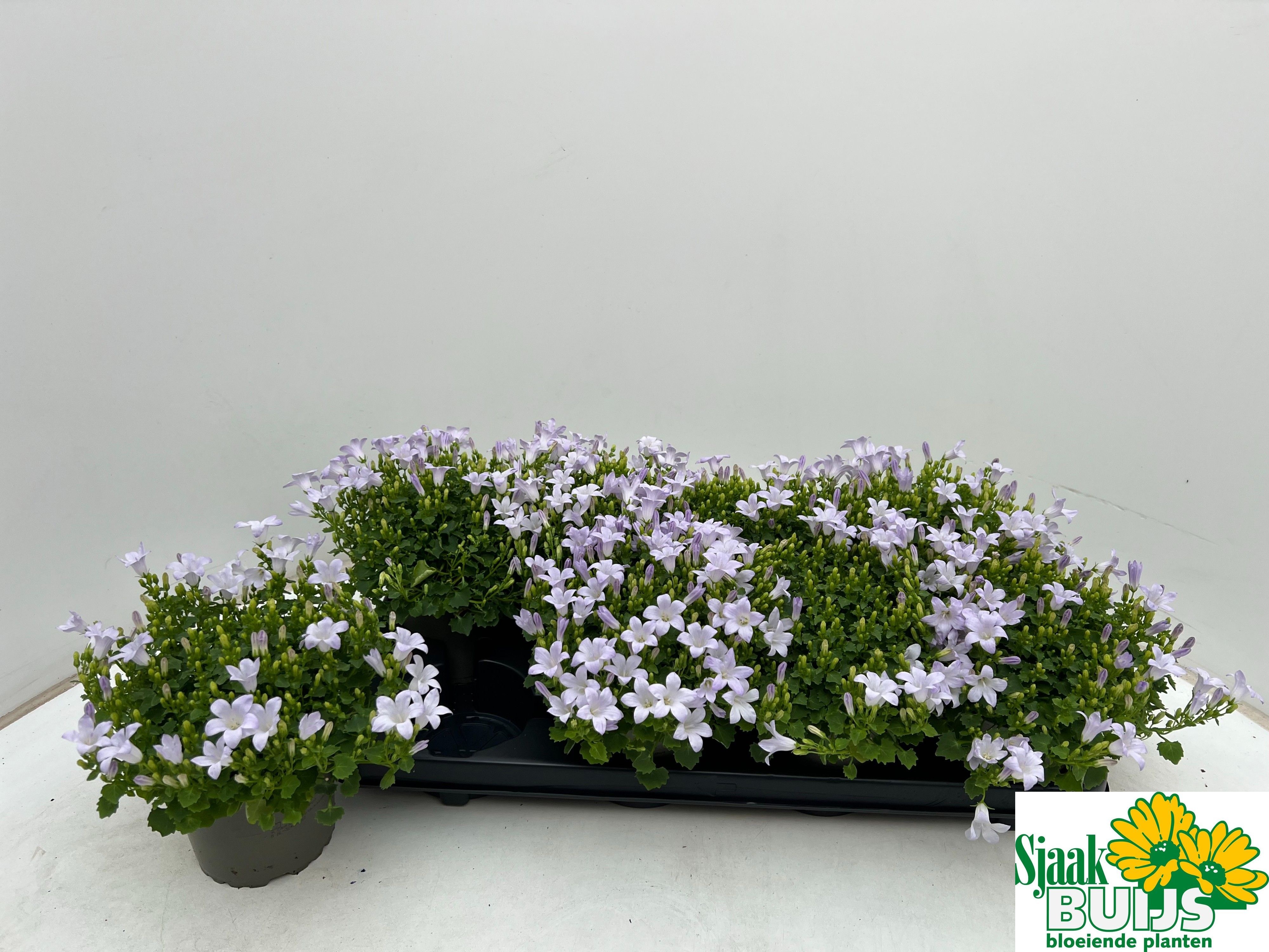 Горшечные цветы и растения оптом Camp Por Kane от 8шт (для телеги) из Голландии с доставкой по России