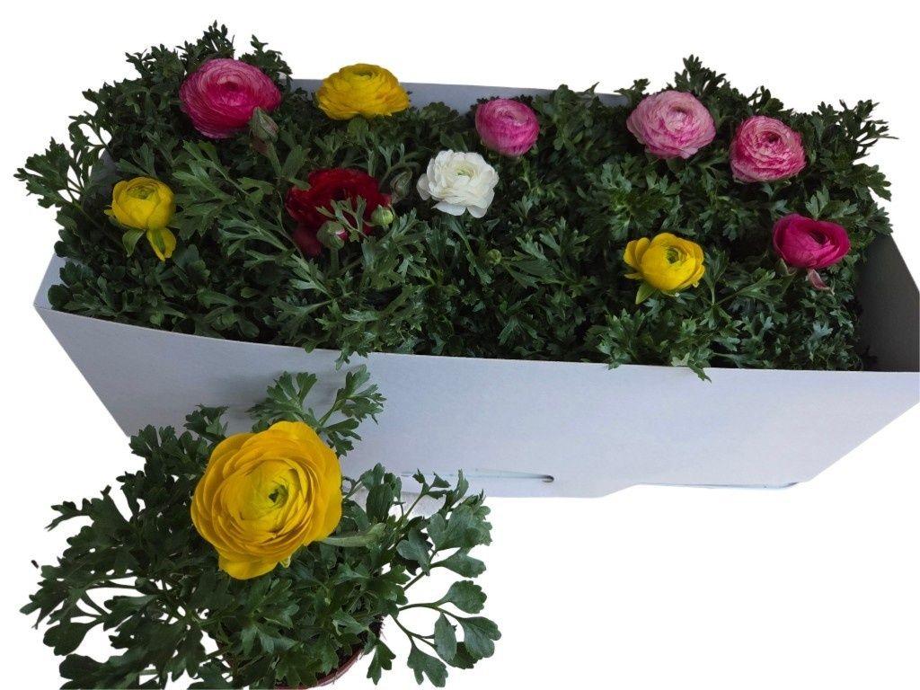 Горшечные цветы и растения оптом Ranun Sprink Gem от 10шт из Голландии с доставкой по России