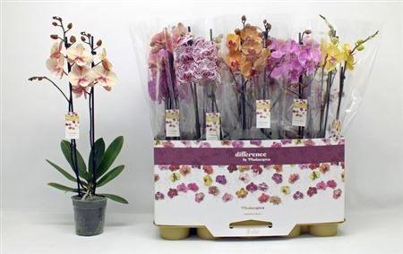 Горшечные цветы и растения оптом Phal Gem 2 Branches 18+ 70% Vert. от 10шт из Голландии с доставкой по России