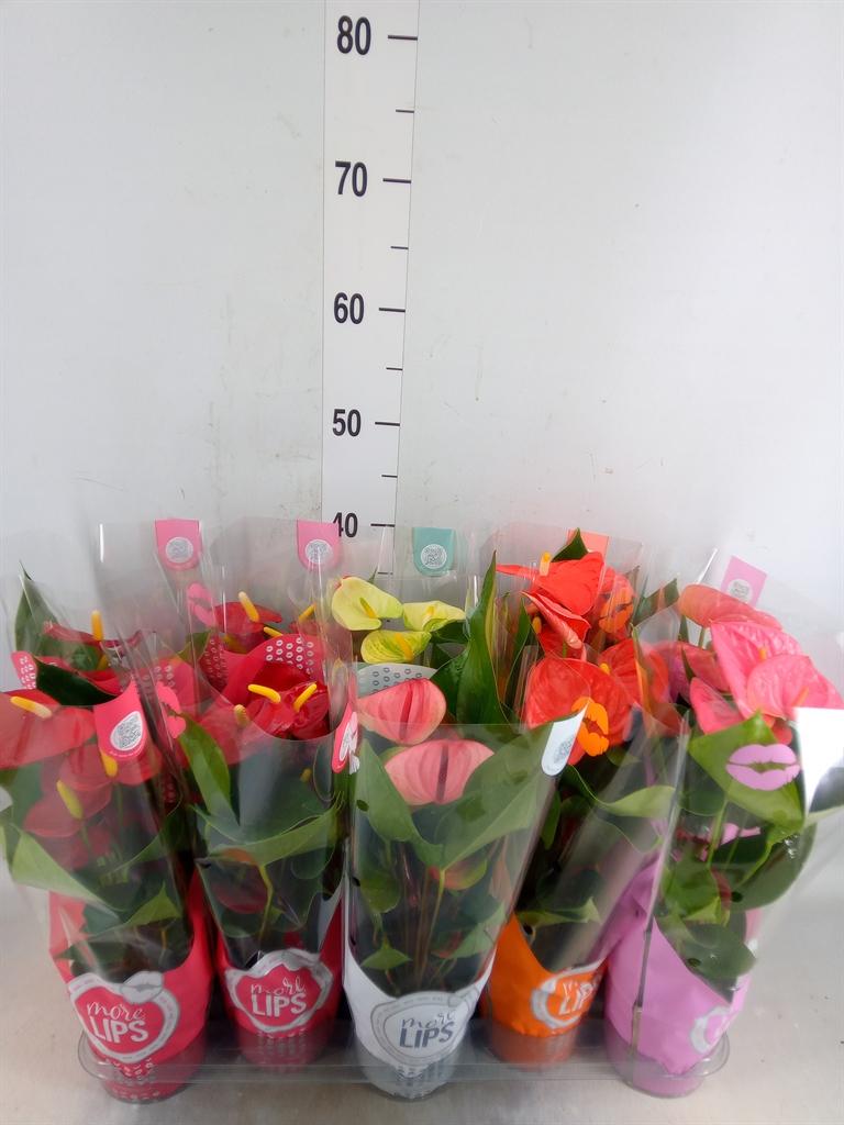 Горшечные цветы и растения оптом Anthurium   ...mix от 10шт из Голландии с доставкой по России