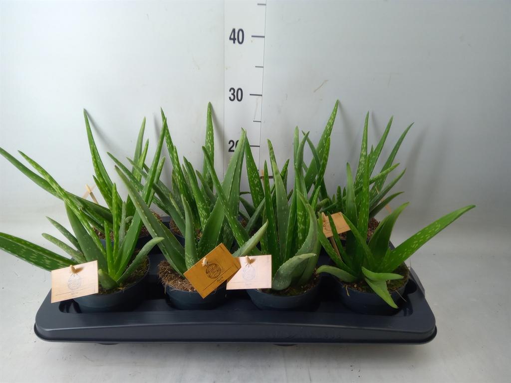 Горшечные цветы и растения оптом Aloe Vera от 8шт из Голландии с доставкой по России