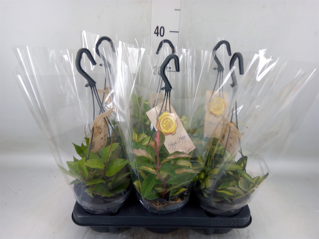 Горшечные цветы и растения оптом Hoya   ...mix от 6шт из Голландии с доставкой по России