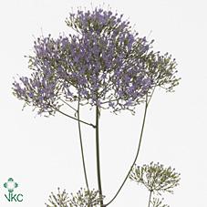 Срезанные цветы оптом Trachelium blue shine от 50шт из Голландии с доставкой по России