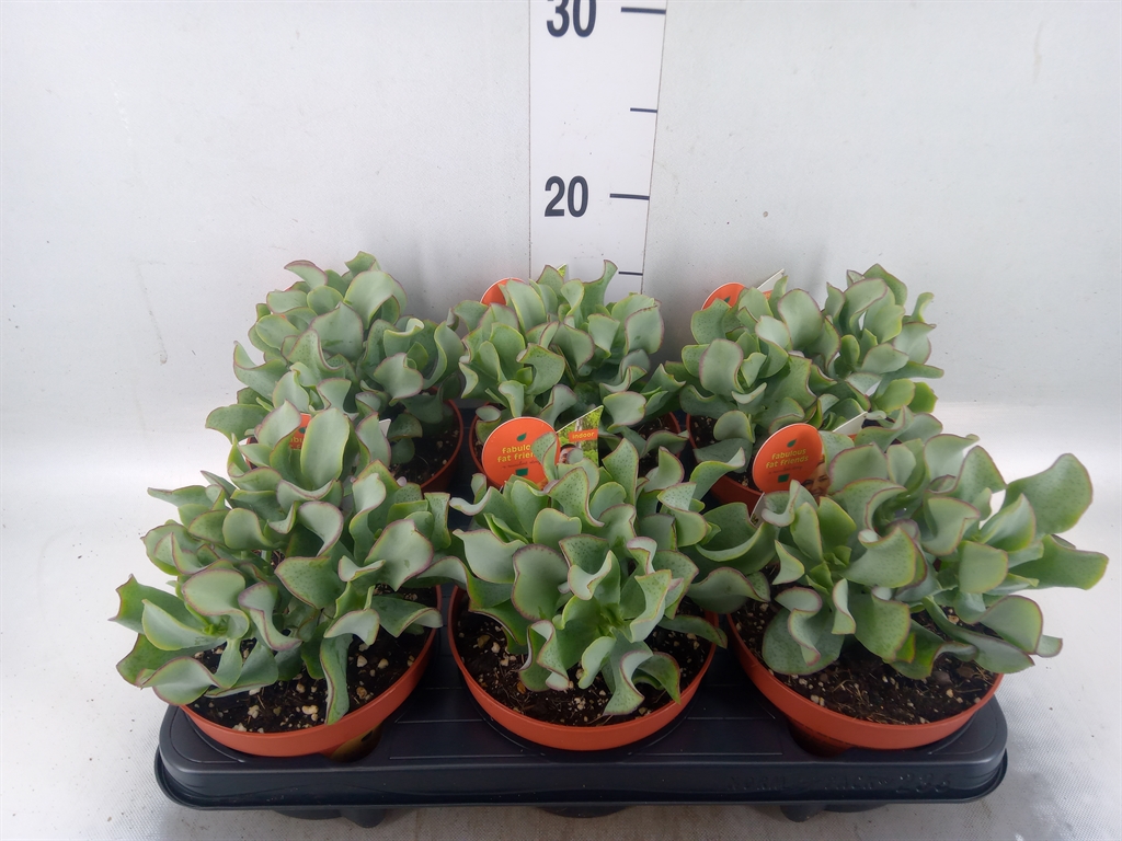 Горшечные цветы и растения оптом Crassula Arborescens Subsp. Undilat от 6шт из Голландии с доставкой по России