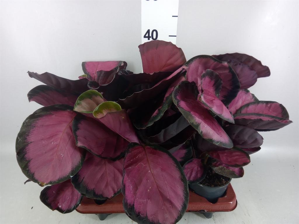 Горшечные цветы и растения оптом Calathea Roseopicta mysty Red от 6шт из Голландии с доставкой по России