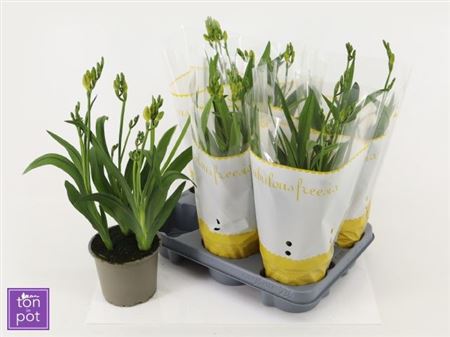 Горшечные цветы и растения оптом Freesia Ov 3 Branche от 6шт из Голландии с доставкой по России Горшечные цветы и растения оптом Freesia Ov 3 Branche от 6шт из Голландии с доставкой по России