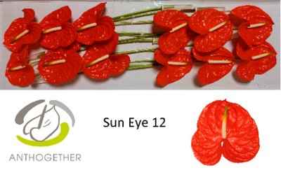 Срезанные цветы оптом Anthurium sun eye от 12шт из Голландии с доставкой по России