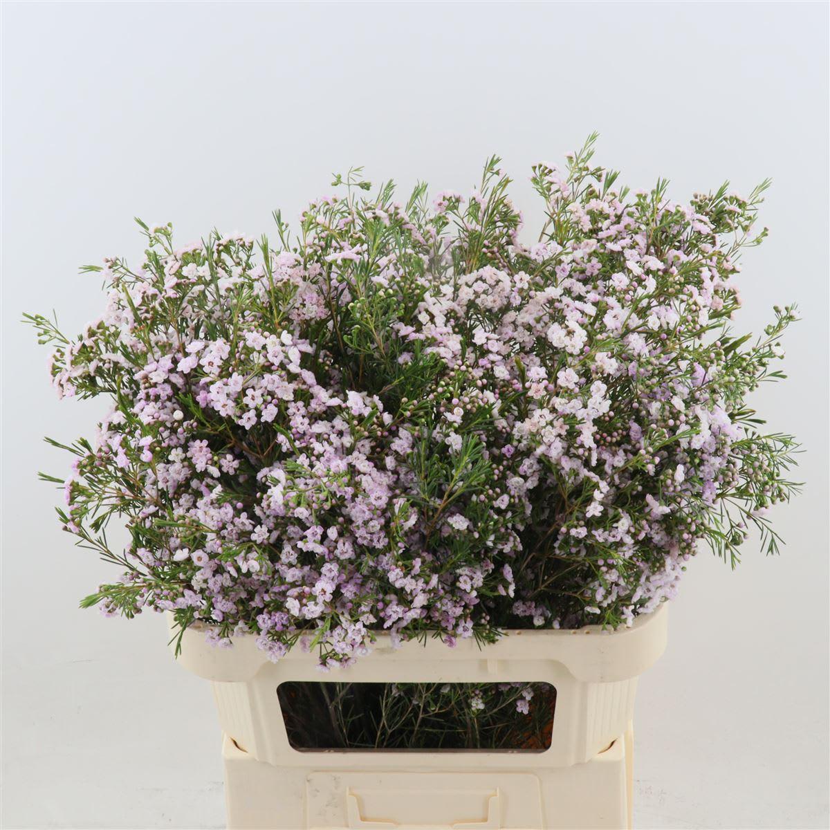 Срезанные цветы оптом Chamelaucium dancing queen от 25шт из Голландии с доставкой по России