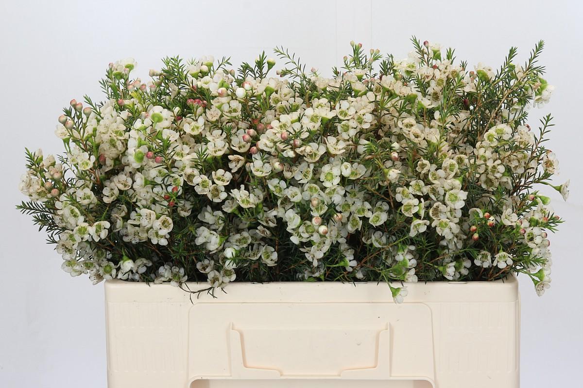 Срезанные цветы оптом Chamelaucium gil от 100шт из Голландии с доставкой по России