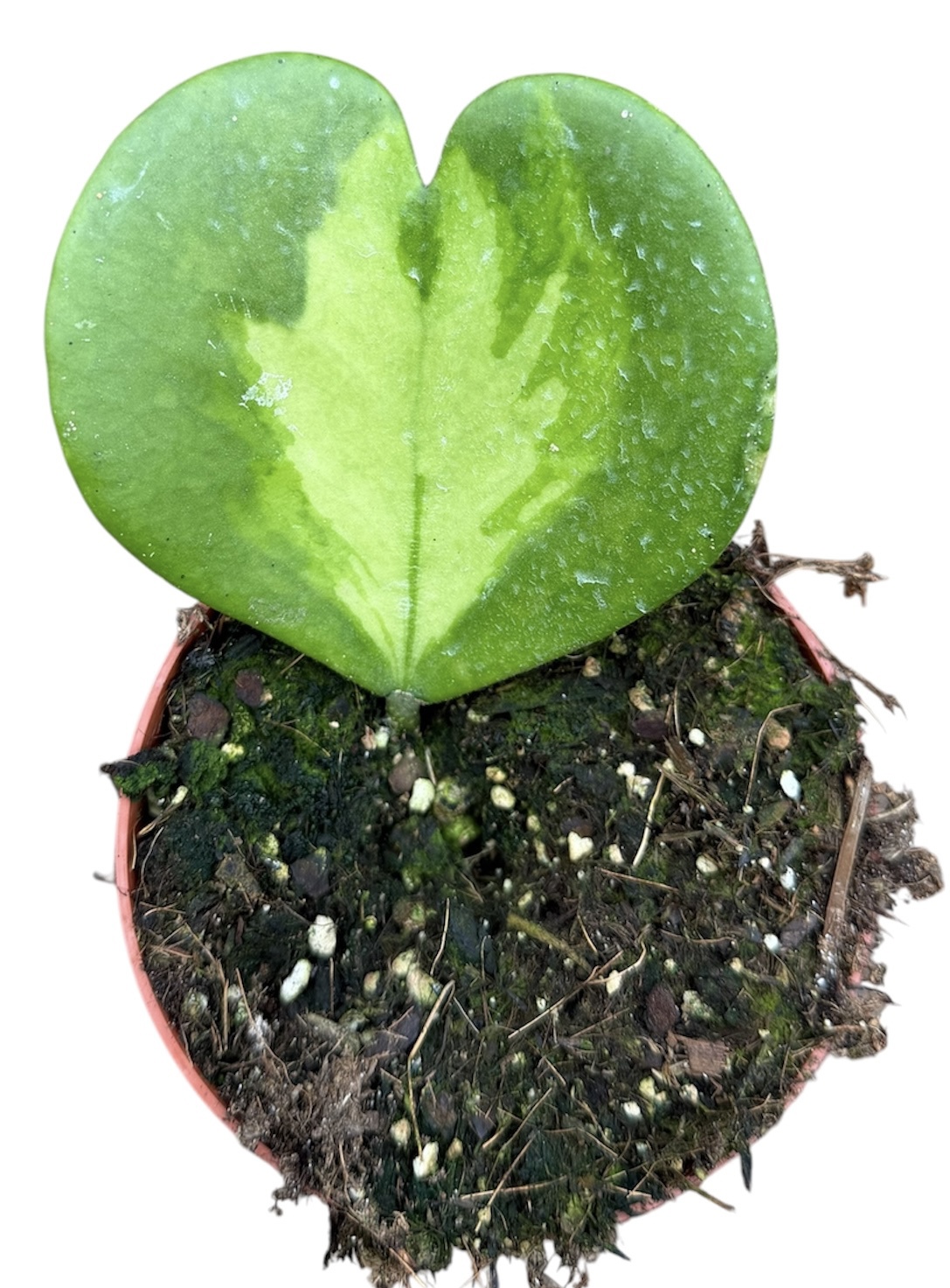 Горшечные цветы и растения оптом Hoya Kerrii Inner Variegated от 1шт из Голландии с доставкой по России