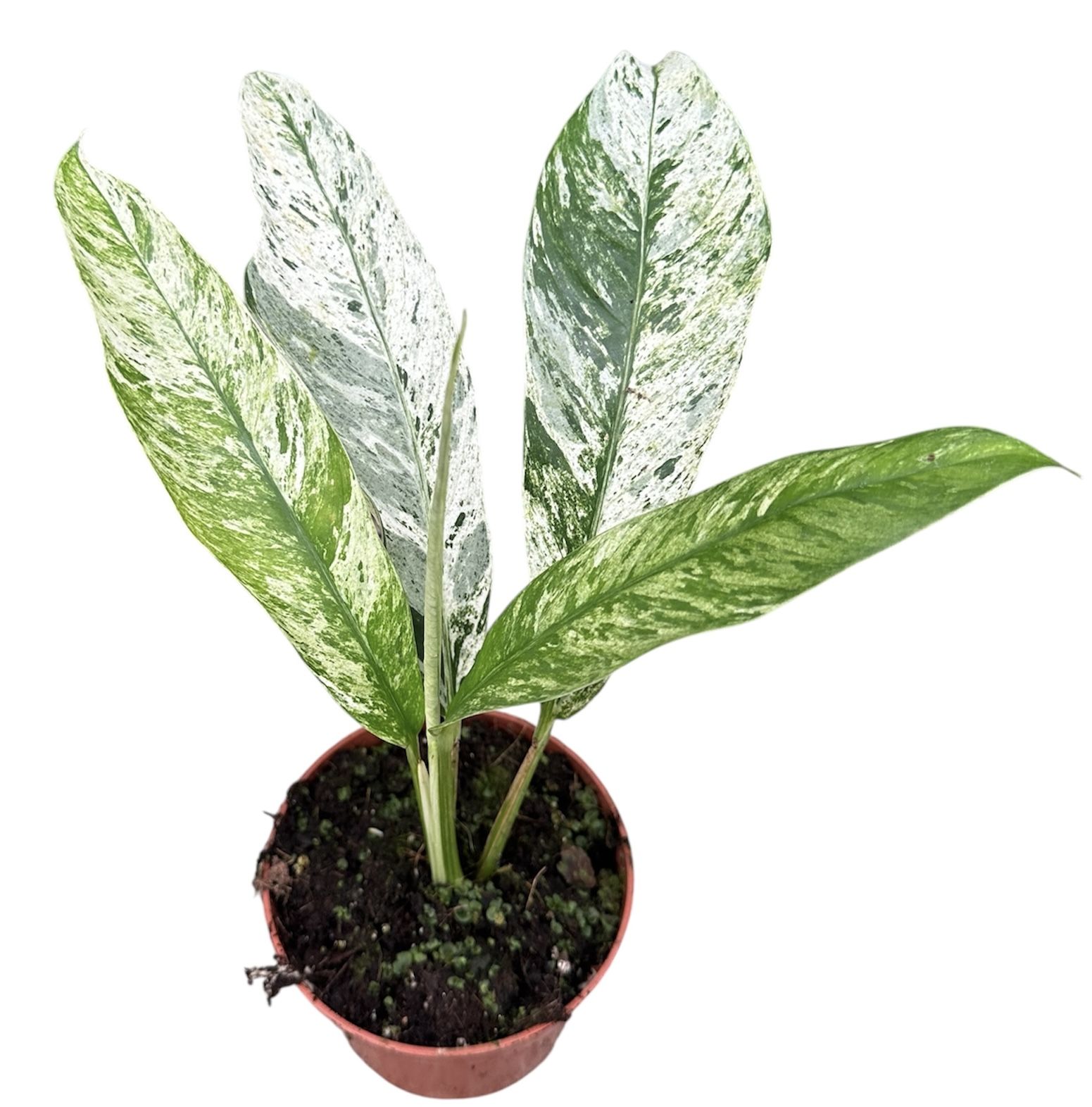 Горшечные цветы и растения оптом Rhaphidophora Foraminifera Marble от 1шт из Голландии с доставкой по России