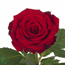 Срезанные цветы оптом Rosa large upper class от 60шт из Голландии с доставкой по России