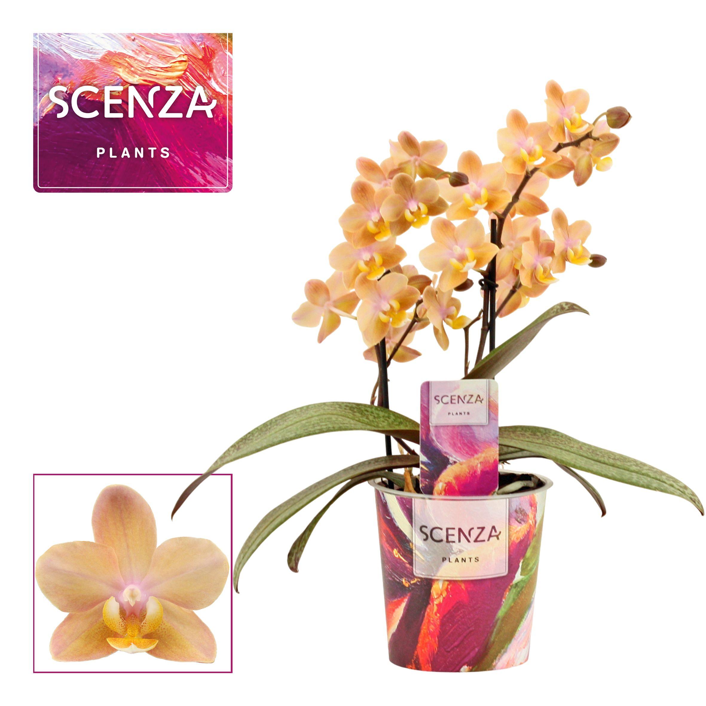 Горшечные цветы и растения оптом Phal 2st Aroma Scention (duijn Hove) от 6шт из Голландии с доставкой по России