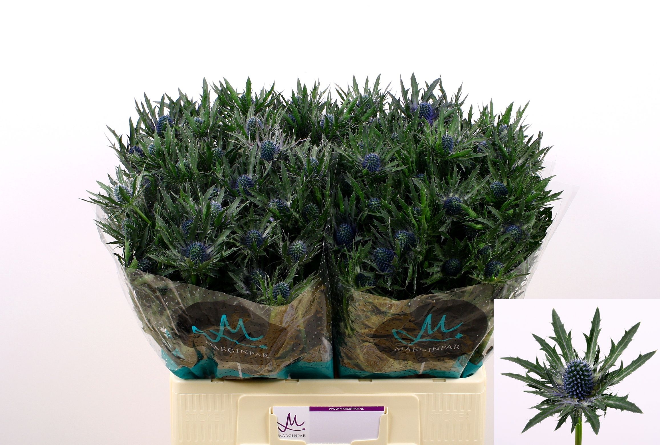 Срезанные цветы оптом Eryngium orion от 40шт. из Голландии с доставкой по России