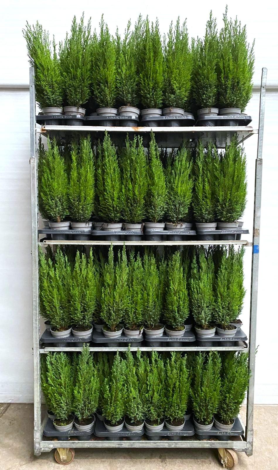 Горшечные цветы и растения оптом Chamaecyparis Law. Ellwoodii от 10шт из Голландии с доставкой по России