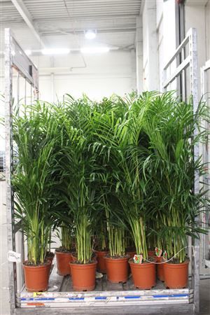 Горшечные цветы и растения оптом Dypsis Lutescens 25pp от 1шт из Голландии с доставкой по России