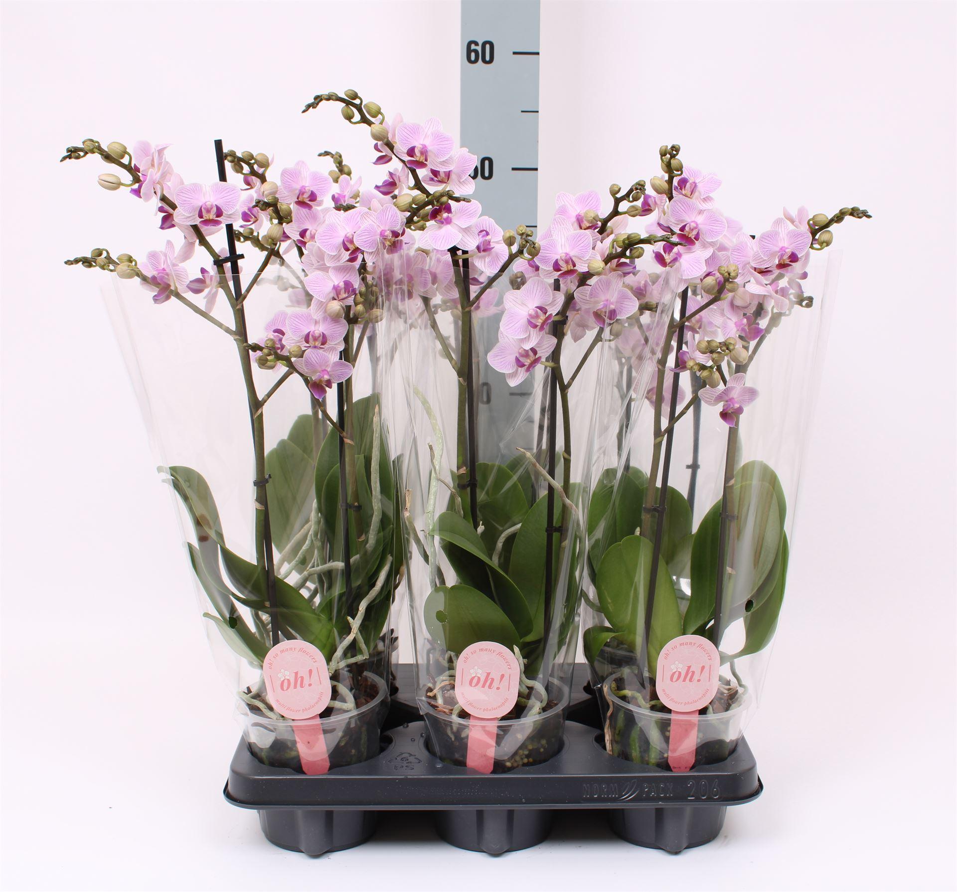 Горшечные цветы и растения оптом Phalaenopsis Multi.   ...rose от 6шт из Голландии с доставкой по России