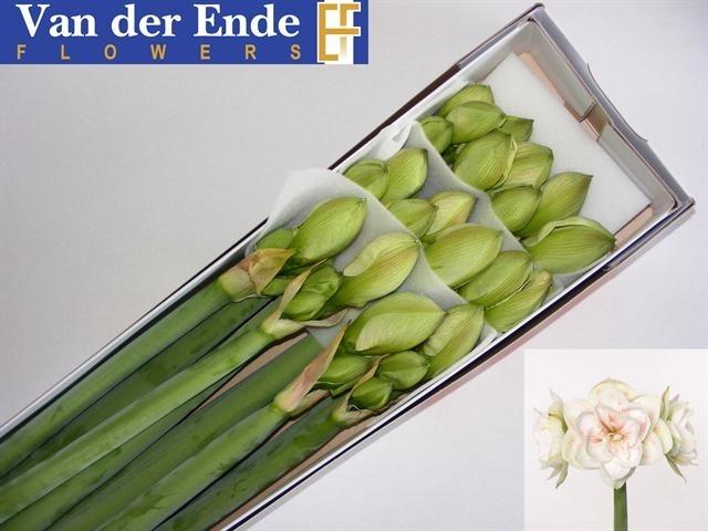 Срезанные цветы оптом Hippeastrum double nymph от 12шт из Голландии с доставкой по России