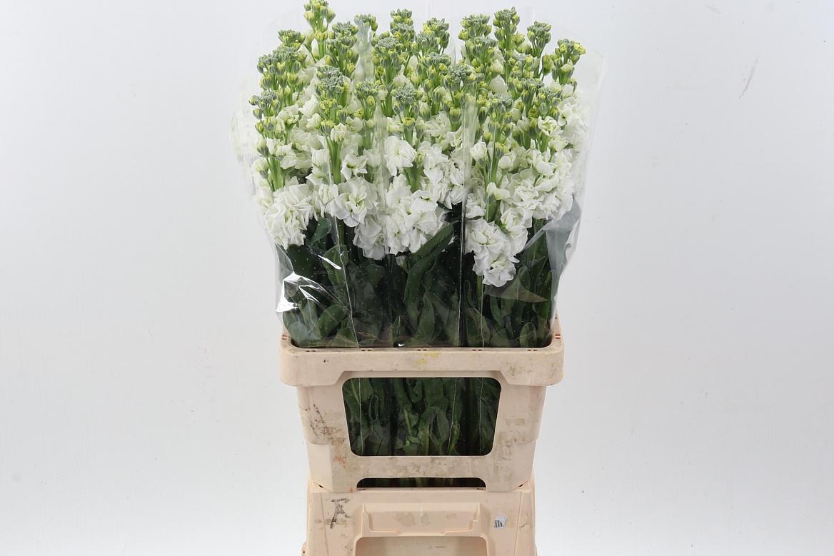 Срезанные цветы оптом Matthiola phantom white от 30шт из Голландии с доставкой по России