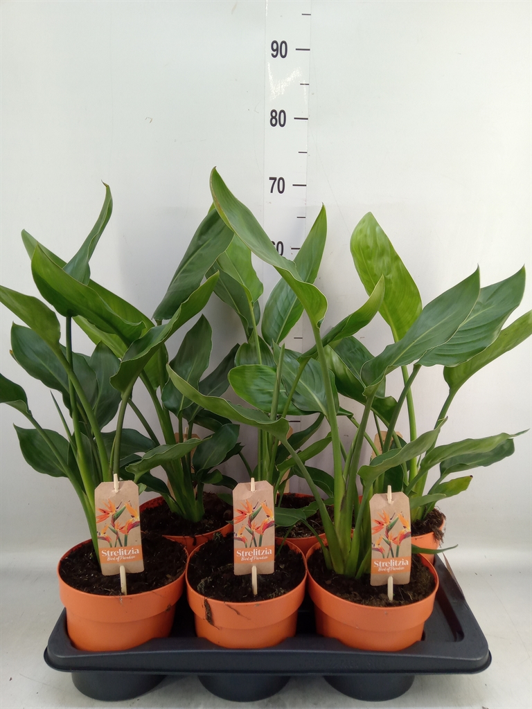Горшечные цветы и растения оптом Strelitzia Reg.   ...no Flowers от 6шт из Голландии с доставкой по России