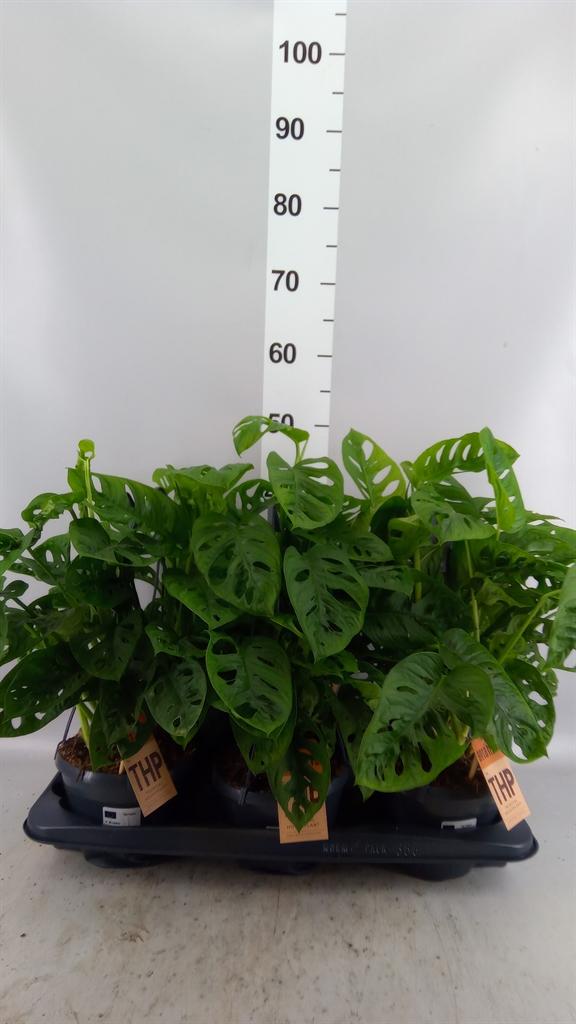 Горшечные цветы и растения оптом Monstera Obliqua leichtlinii от 6шт из Голландии с доставкой по России
