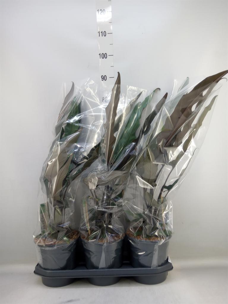 Горшечные цветы и растения оптом Alocasia Lauterbachiana от 3шт (для телеги) из Голландии с доставкой по России