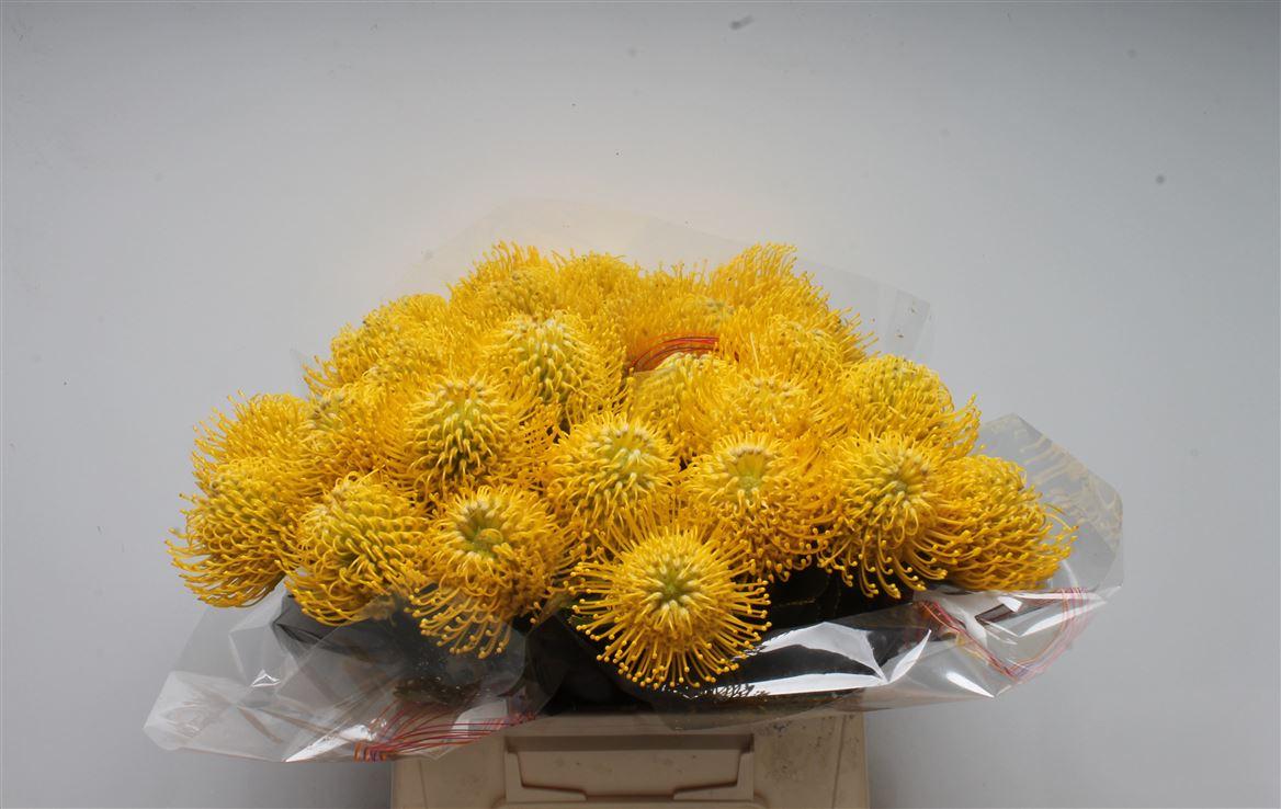 Срезанные цветы оптом Nutans ayoba yellow от 20шт из Голландии с доставкой по России Срезанные цветы оптом Nutans ayoba yellow от 20шт из Голландии с доставкой по России