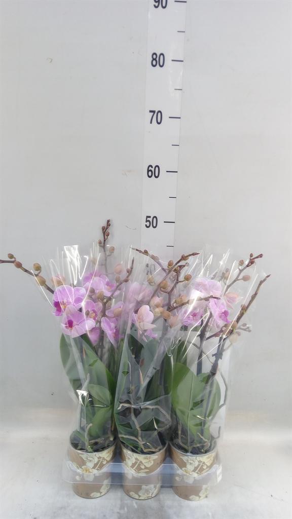 Горшечные цветы и растения оптом Phalaenopsis Multi.   ...lilac от 6шт (для телеги) из Голландии с доставкой по России