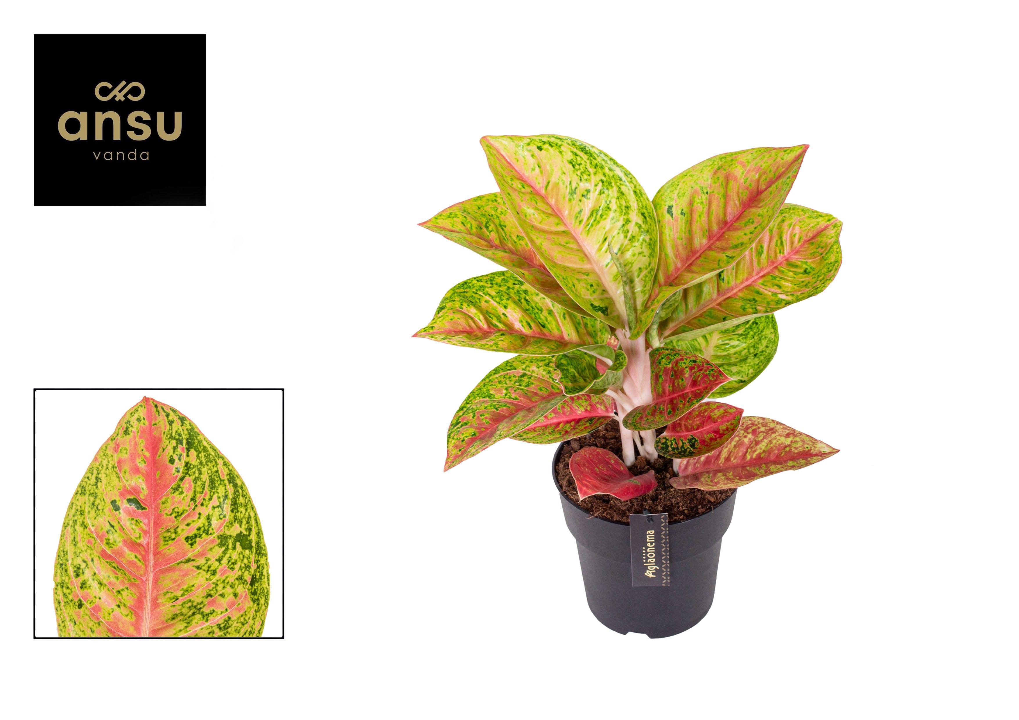 Горшечные цветы и растения оптом Aglaonema Grand Poppy от 3шт из Голландии с доставкой по России