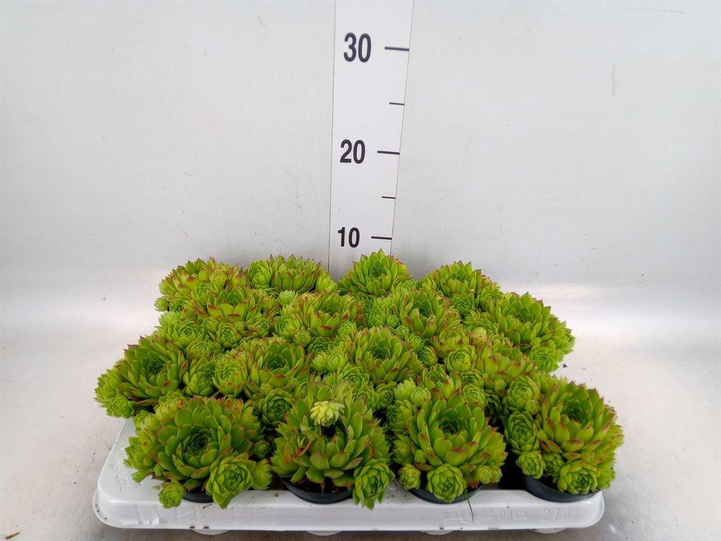 Горшечные цветы и растения оптом Sempervivum Tectorum Var. Glaucum от 16шт (для телеги) из Голландии с доставкой по России