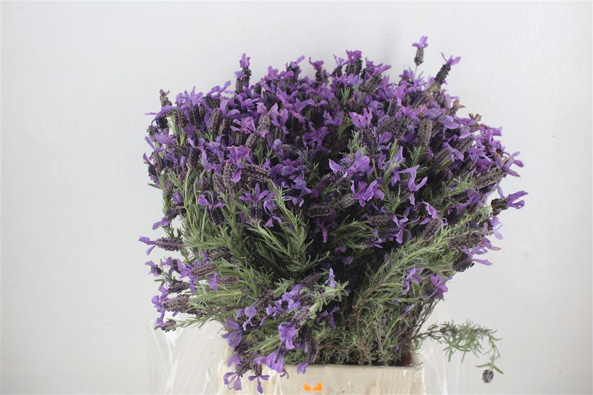 Срезанные цветы оптом Lavandula angustifolia от 10шт из Голландии с доставкой по России