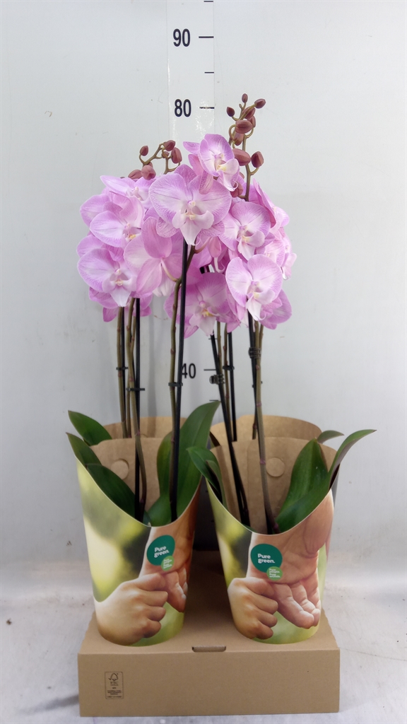 Горшечные цветы и растения оптом Phalaenopsis   ...salmon от 4шт из Голландии с доставкой по России
