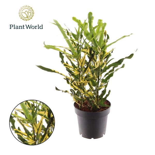 Горшечные цветы и растения оптом Croton Pigtail 3pp Kopstek от 10шт из Голландии с доставкой по России Горшечные цветы и растения оптом Croton Pigtail 3pp Kopstek от 10шт из Голландии с доставкой по России