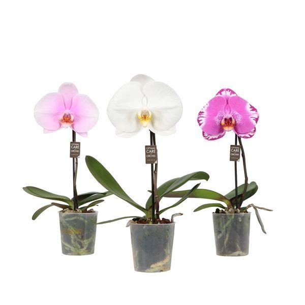 Горшечные цветы и растения оптом Phal 1st Singolo Mix 1+ (opti) от 12шт (для телеги) из Голландии с доставкой по России