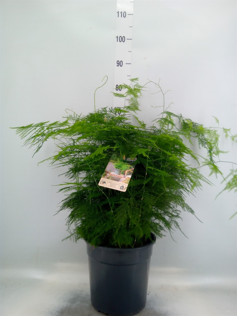 Горшечные цветы и растения оптом Asparagus Setaceus от 1шт из Голландии с доставкой по России