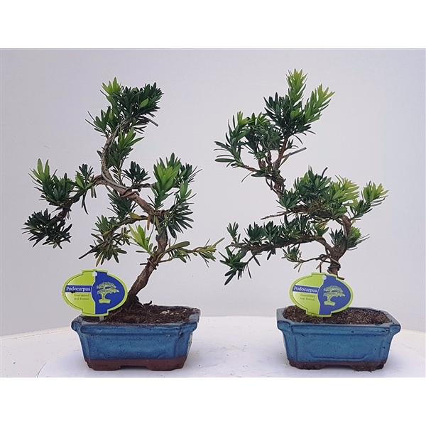 Горшечные цветы и растения оптом Bonsai Podocarpus Macrophyllus Without от 8шт из Голландии с доставкой по России