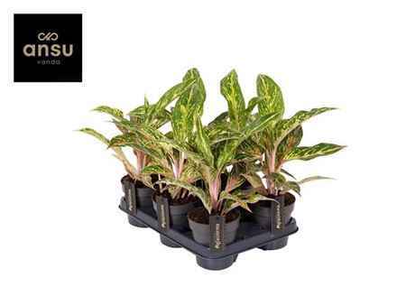 Горшечные цветы и растения оптом Aglaonema Twiggy Red от 6шт из Голландии с доставкой по России