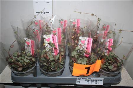 Горшечные цветы и растения оптом Cerop Wo Silve Glory от 12шт (для телеги) из Голландии с доставкой по России