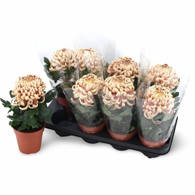 Горшечные цветы и растения оптом Chrys Vienna Copper от 8шт из Голландии с доставкой по России