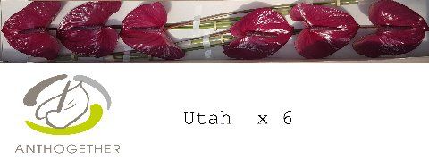 Срезанные цветы оптом Anthurium utah от 6шт из Голландии с доставкой по России