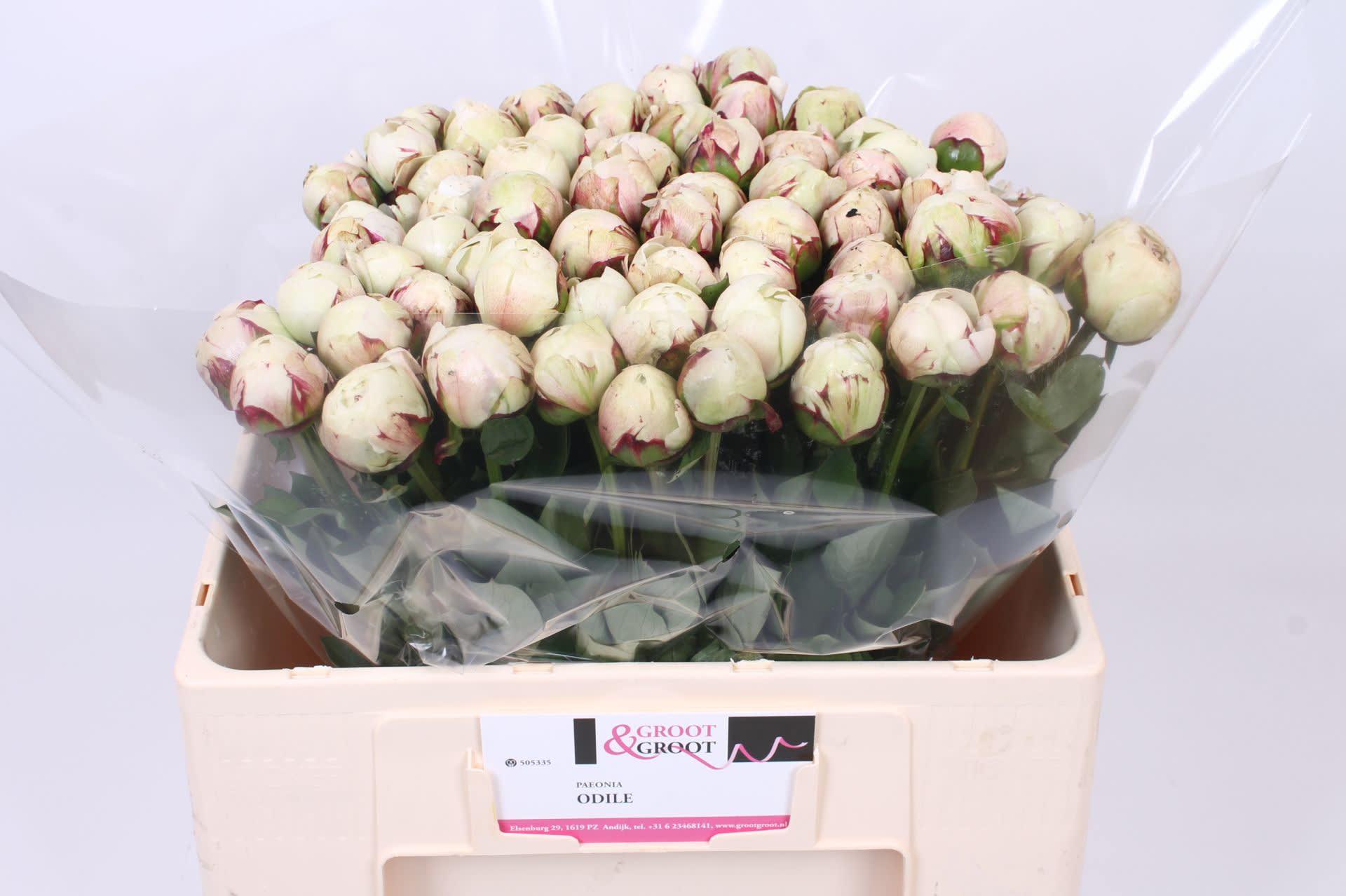 Срезанные цветы оптом Paeonia odile от 60шт из Голландии с доставкой по России