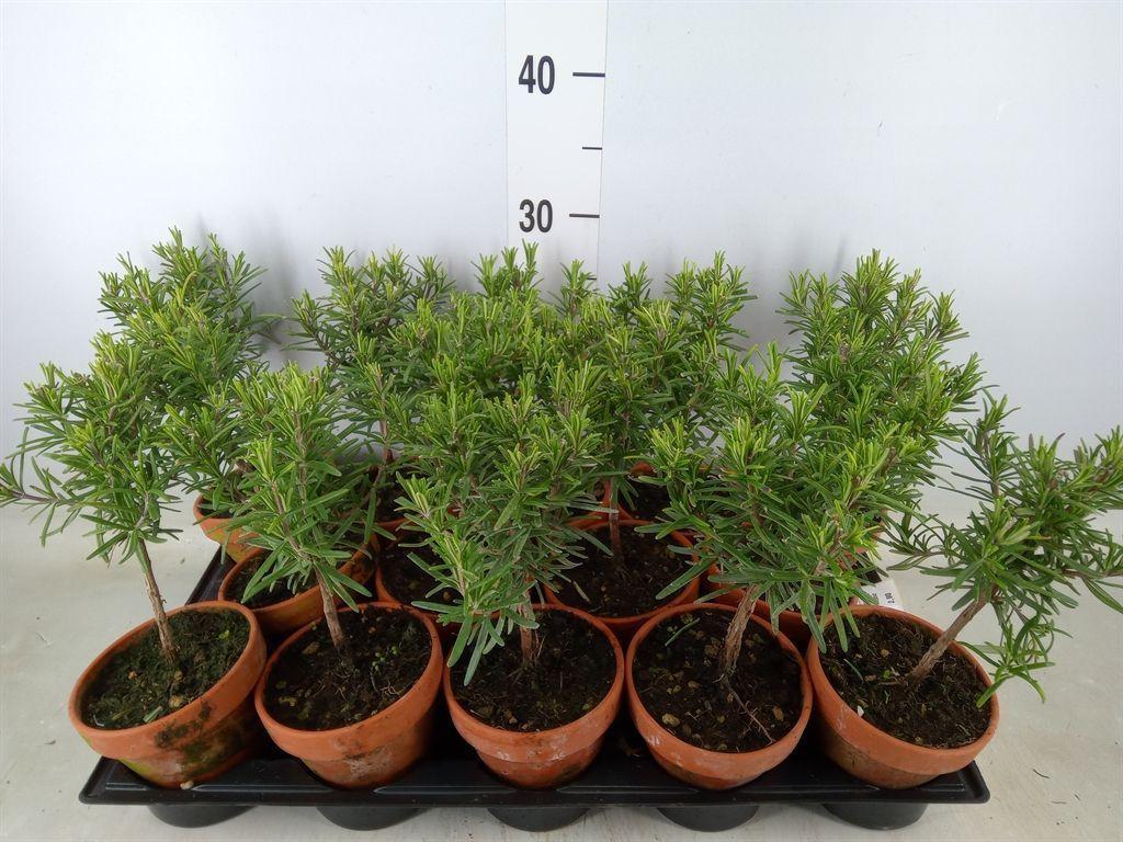 Горшечные цветы и растения оптом Rosmarinus Officinalis   ... от 14шт из Голландии с доставкой по России