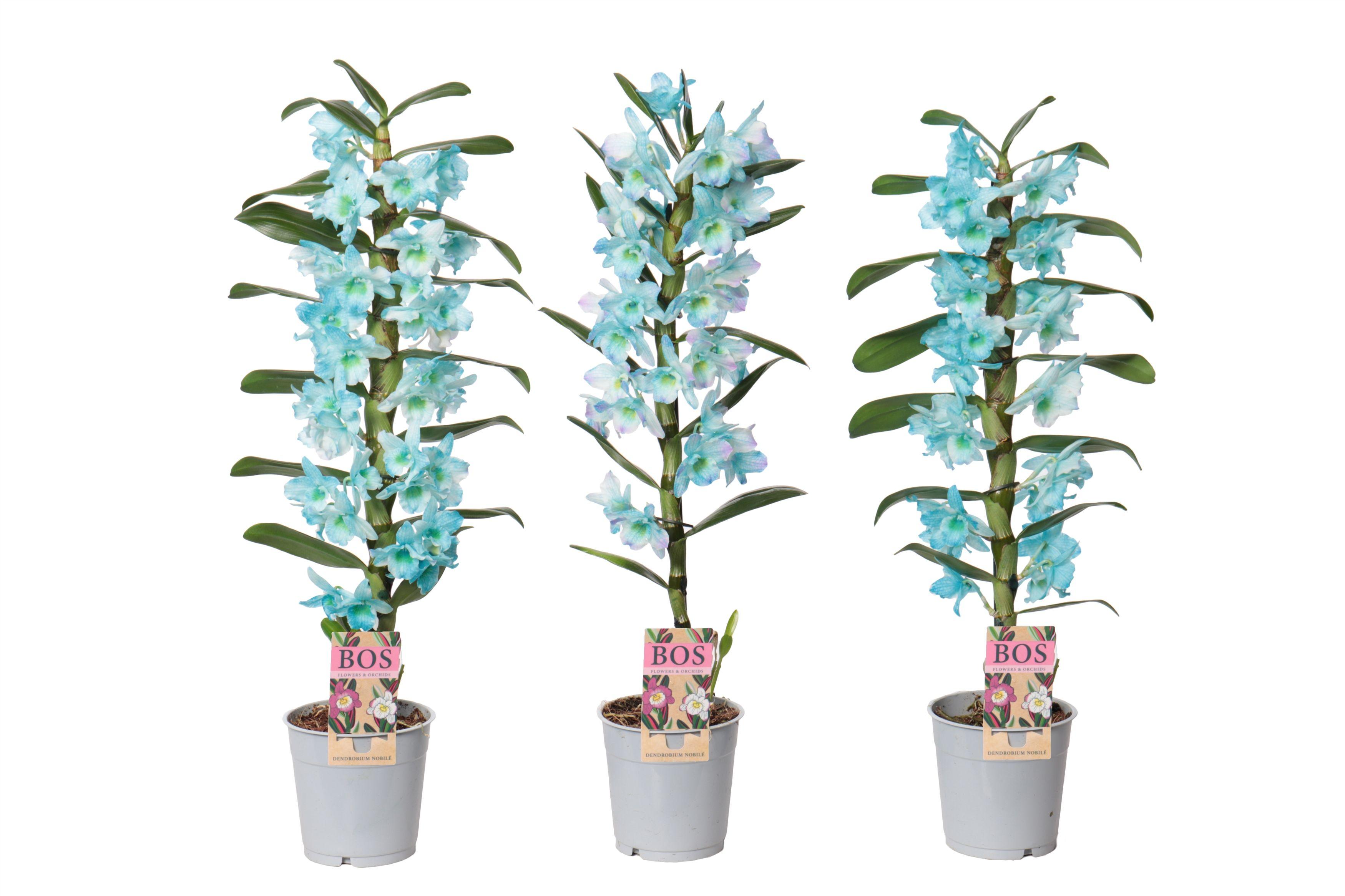 Горшечные цветы и растения оптом Dendr Nob 1st Painted Ocean Blue (injected) от 6шт из Голландии с доставкой по России