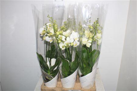 Горшечные цветы и растения оптом Phal An Inverness 4 Branches 28+ от 6шт из Голландии с доставкой по России