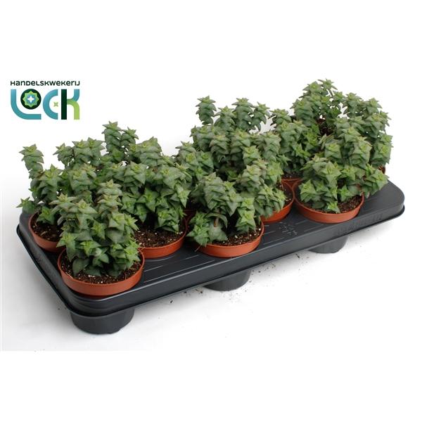 Горшечные цветы и растения оптом Crassula Perforata от 9шт из Голландии с доставкой по России