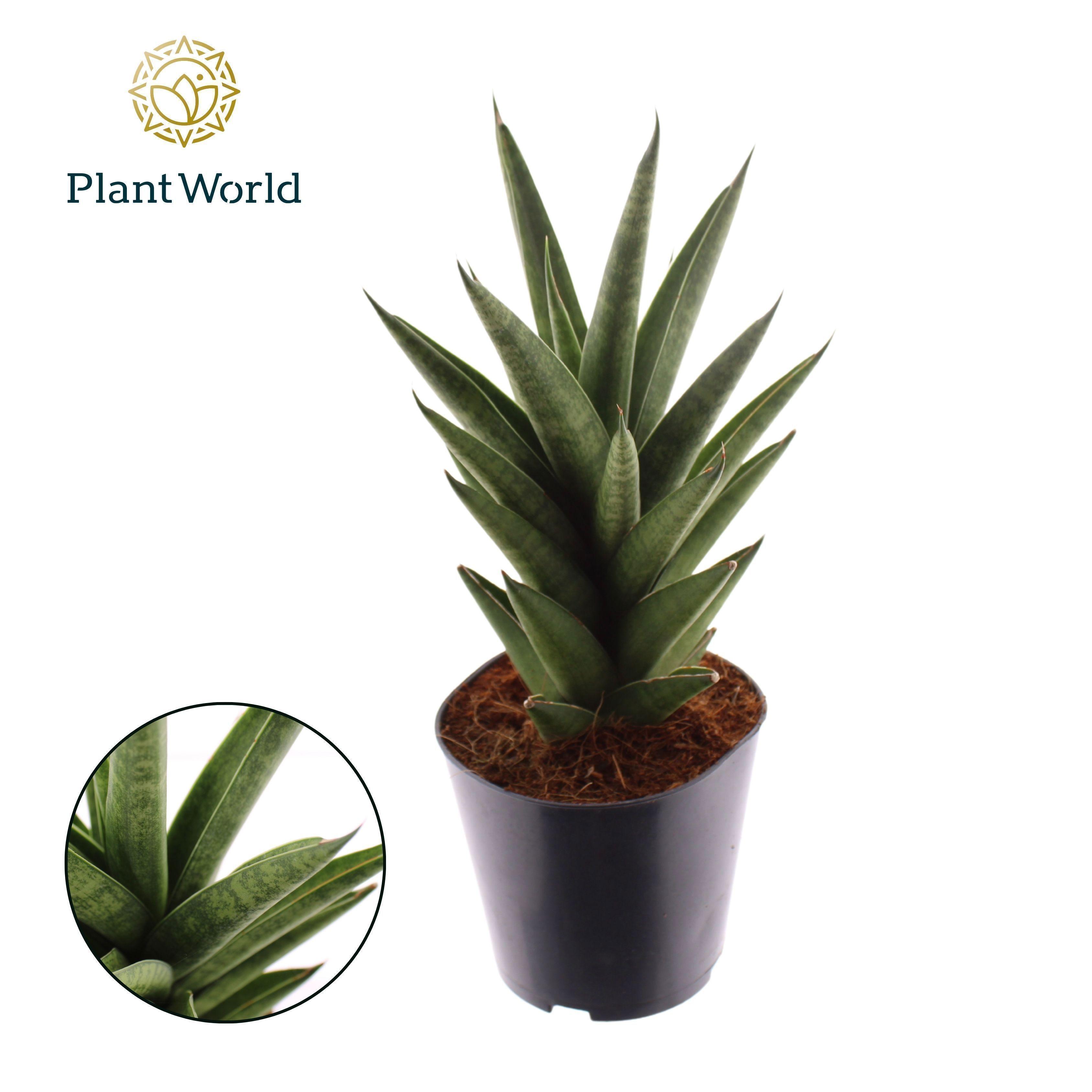 Горшечные цветы и растения оптом Sansevieria Starshooter от 6шт из Голландии с доставкой по России