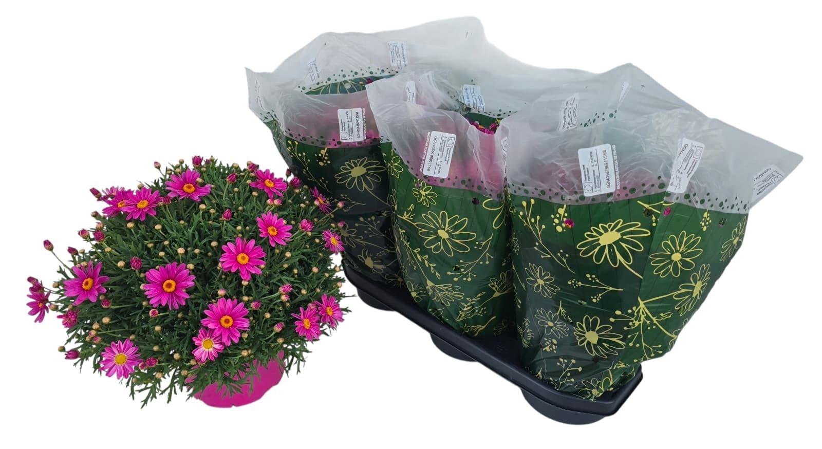 Горшечные цветы и растения оптом Arg от 3шт из Голландии с доставкой по России