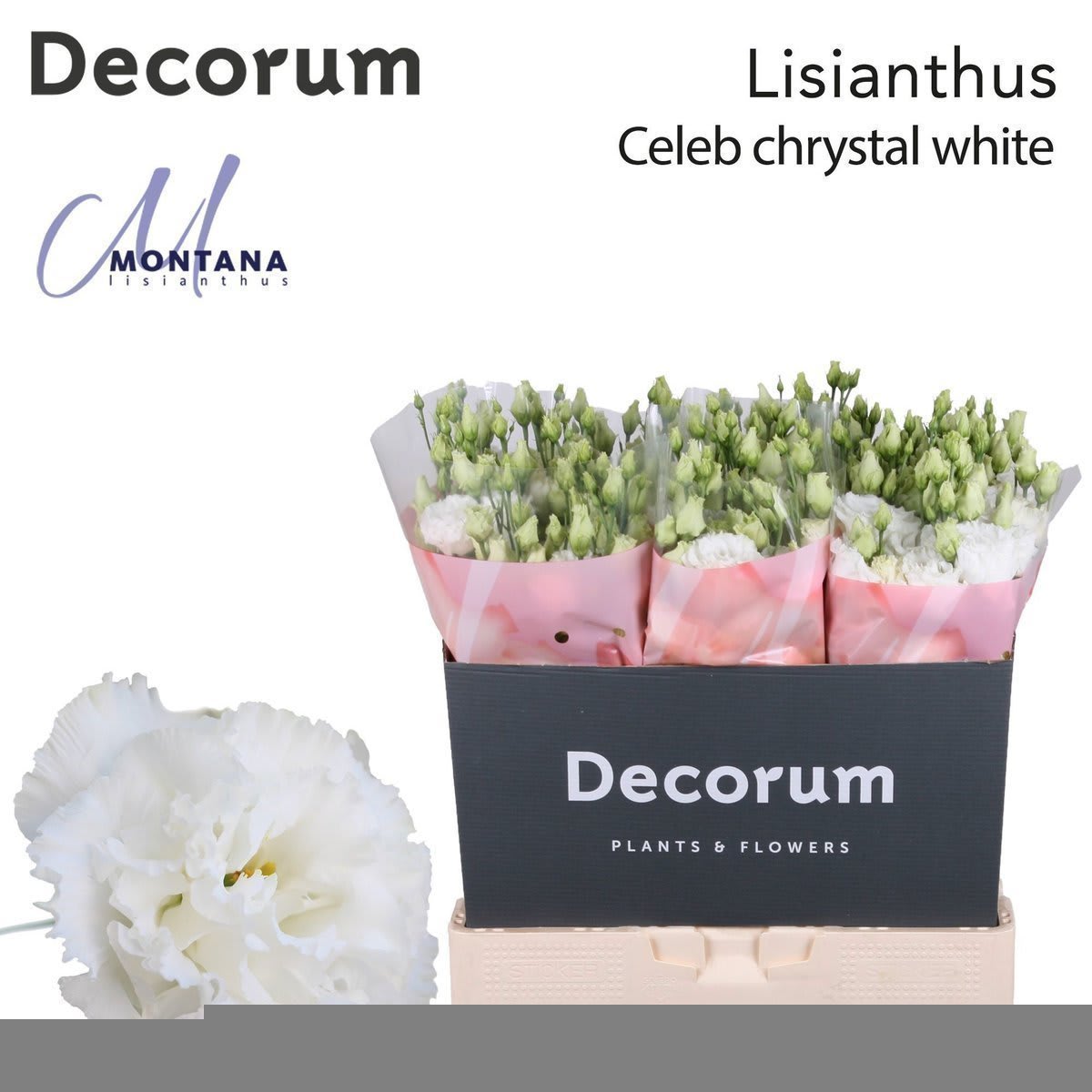 Срезанные цветы оптом Lisianthus do celeb chrystal от 60шт из Голландии с доставкой по России