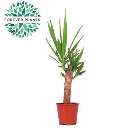 Горшечные цветы и растения оптом Yucca 30cm Stem 2+ от 8шт из Голландии с доставкой по России
