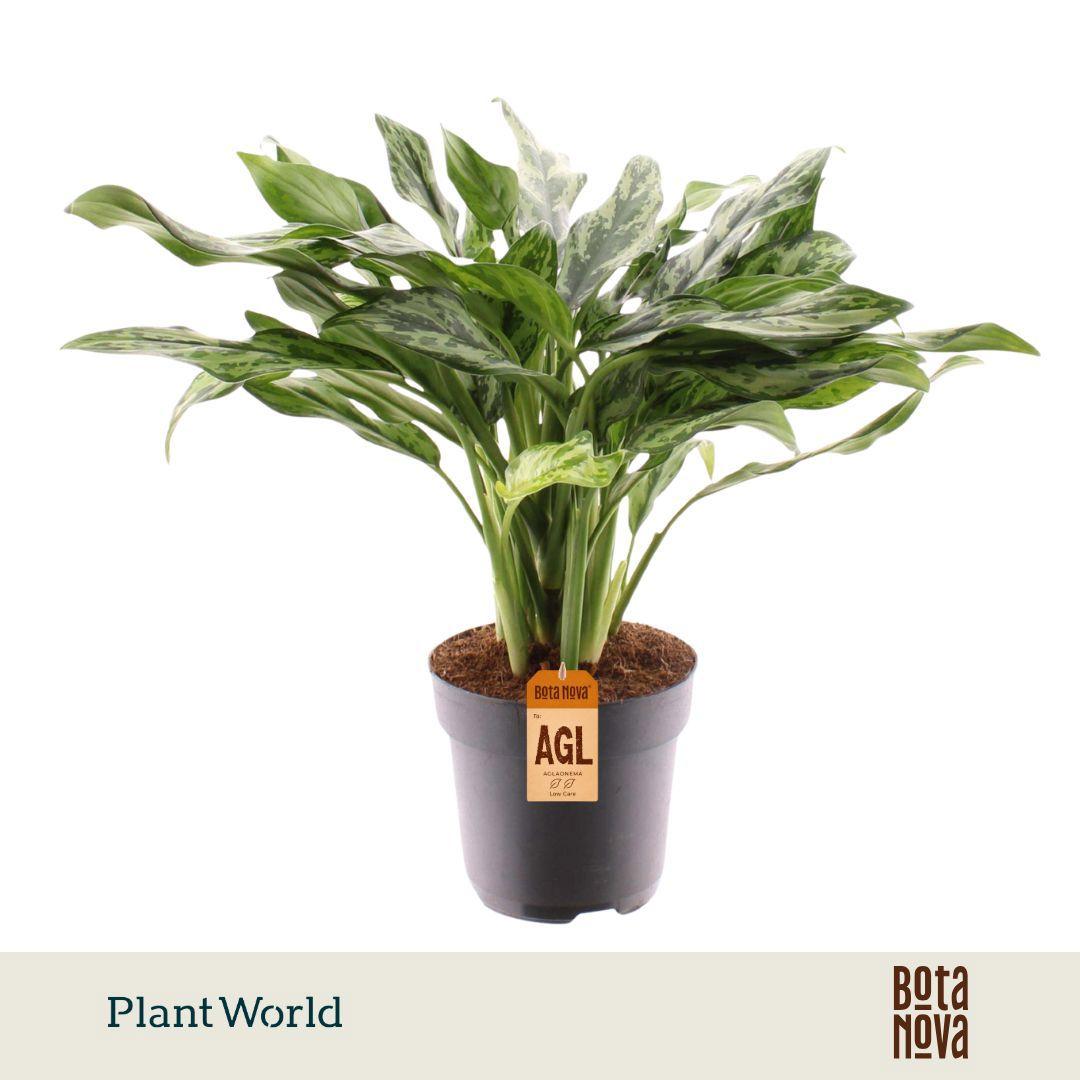 Горшечные цветы и растения оптом Aglaonema Juliette от 6шт из Голландии с доставкой по России